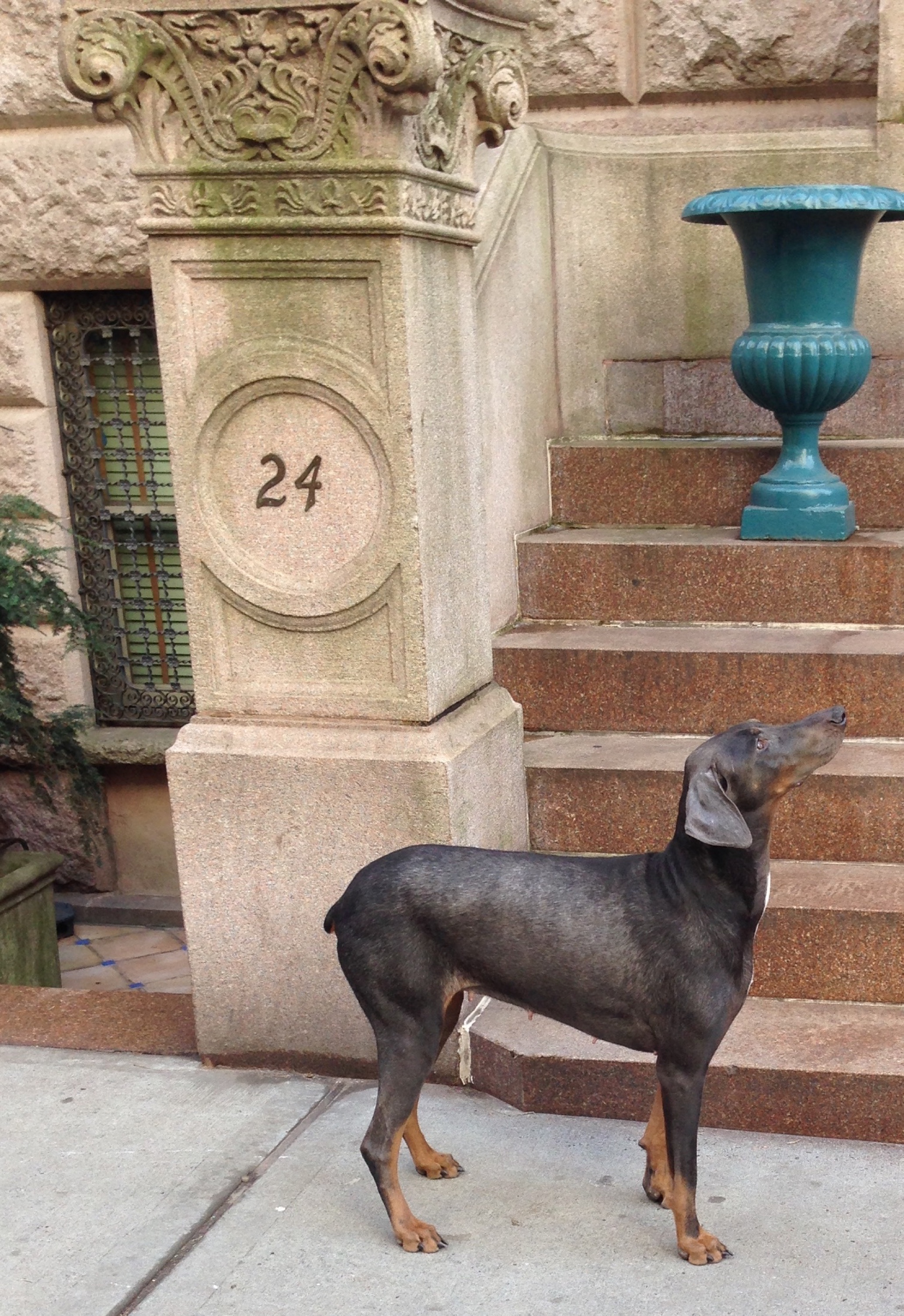 image_538370037356598